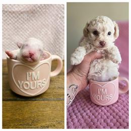 Australian Cattle Dog and Maltipoo Puppies from Cowgirl's Legacy