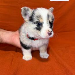 Comet - Blue merle and white male American Corgi puppy in Midland, Texas from Desert Darlin’ Corgis