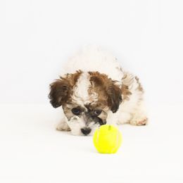 Companion Cross Puppies from CocoPuff Breeders