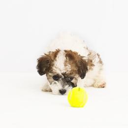 Companion Cross Puppies from CocoPuff Breeders