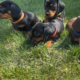 Dachshund Puppies from JF Doxies