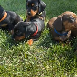 Dachshund Puppies from JF Doxies