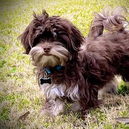 Remy - Havanese