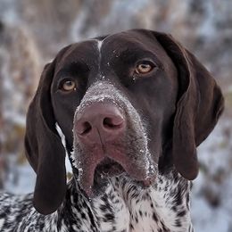 German Shorthaired Pointers from LakeHaus German Shorthairs