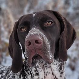 German Shorthaired Pointers from LakeHaus German Shorthairs