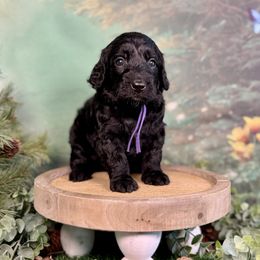 Starlight - Black female Goldendoodle puppy in Haltom City, Texas from Ohana Doodles