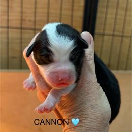 Boy 1 Cannon - Black tri male Miniature Australian Shepherd puppy in Bristow, Iowa from Pine Ridge Toy Aussies