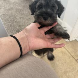 Leo black and silver - Black and silver male Miniature Schnauzer puppy in Kansas City, Kansas from Liliana's Mini Schnauzers