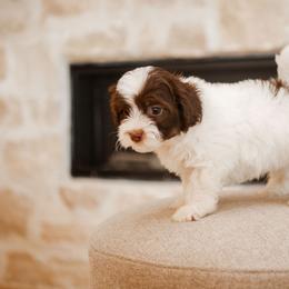 Bernedoodle, Cavapoo, Havanese, and Havapoo Puppies from Lady Paws Puppies - Cassie