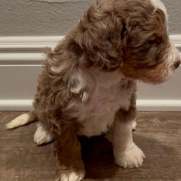 Carmelo - Chocolate merle male Bernedoodle puppy in Los Angeles, California from Bernied00dle Love