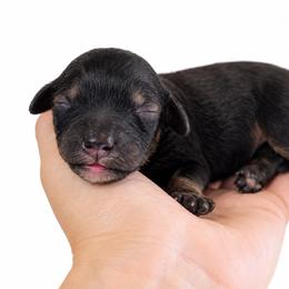 Twix - Chocolate male Cavapoo puppy in Ville Platte, Louisiana from The Barkery
