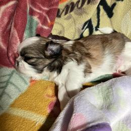 Shih Tzu Puppies from Simply Shih Tzu