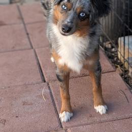 Maeve - Blue merle female Miniature Australian Shepherd puppy in Brenham, Texas from Stone N Rose Kennels