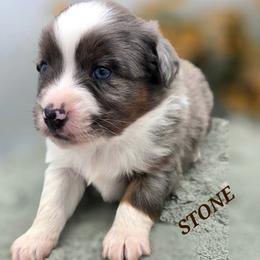 Stone - Blue merle male Toy Australian Shepherd puppy in Viking, Minnesota from Son Shine Farm