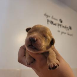 Silver - Dark golden female Golden Retriever puppy in Greensburg, Kentucky from Southern Springs Goldens