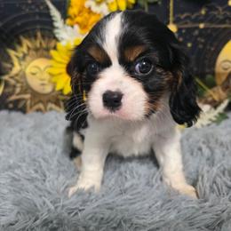 Dianmu - Tri-color female Cavalier King Charles Spaniel puppy in Neosho, Missouri from Pups on the Ridge