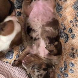 Dachshund Puppies from Witchy Woman’s Wiener’s