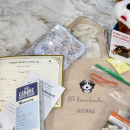 Bernedoodles from BFF Bernedoodles