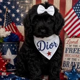 Dior  grey collar - Silver female Goldendoodle puppy in Aurora, Illinois from Chicago Goldendoodles