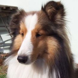 Stetson - Shetland Sheepdog