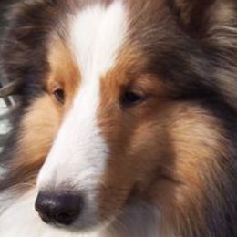 Stetson - Shetland Sheepdog