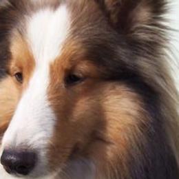 Stetson - Shetland Sheepdog