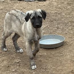 Miss Purple - Fawn female Anatolian Shepherd Dog puppy in Ozark, Missouri from Swan Falls Farm