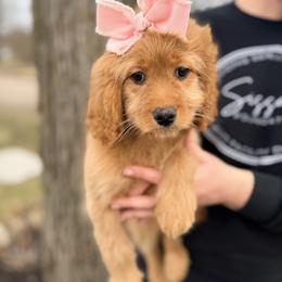 Hope - Red female Cavapoo puppy in Grand Blanc, Michigan from Halsey Poodles and Doodles