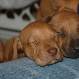 Rhodesian Ridgeback Puppies from On The Rocks Rhodesian Ridgebacks