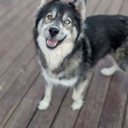 Reese - Siberian Husky