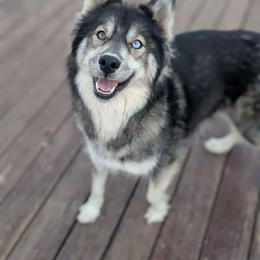 Reese - Siberian Husky
