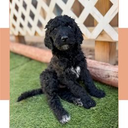 Blaze - Black male Labradoodle puppy in Kingman, Arizona from The Dood Ranch