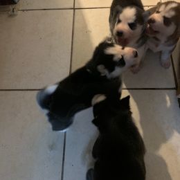 Siberian Husky Puppies from Nancy Barger's Siberian Huskies