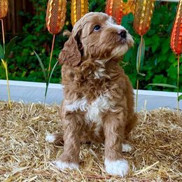 Cocoa - Red  Goldendoodle puppy in Rocklin, California from FurEver Yours Goldendoodles