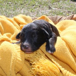 Cowboy - Black male Bordoodle puppy in Winnsboro, Texas from Pecan Grove Pups