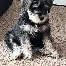 Miniature Schnauzer Puppies from Chantel's Miniature Schnauzers