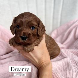 Dreamy - Red female Cavapoo puppy in Easley, South Carolina from Cutiepie Cavapoos