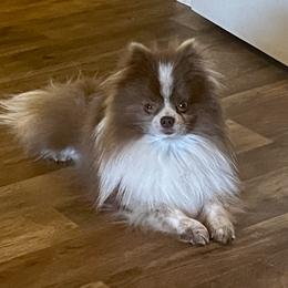 Chess - Pomeranian