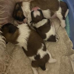 Shih Tzu Puppies from Svitlana Geist