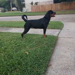 Kas - Black and tan female Rottweiler puppy in Humble, Texas from Inexorable Haus Early Rotts