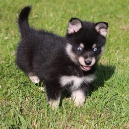 Rover - Black male Pomsky puppy in Junction City, Ohio from JC Pups
