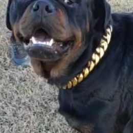 "Giovanni " Rottweiler All Grown Up from Vom Haus Jonas Rottweilers