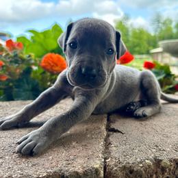 Dark blue collar - Blue male Great Dane puppy in Corsica, Pennsylvania from Ferguson Family Danes LLC