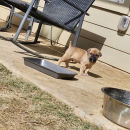Cane Corso Puppies from Rosalez Kennel