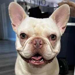 Kratos - French Bulldog