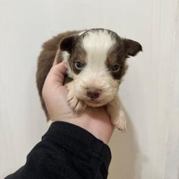 Rusty - Red tri-color male Australian Shepherd puppy in Cushing, Oklahoma from Midwest LP Aussies
