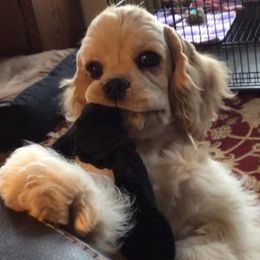 Cocker Spaniel Puppies from Sugarhill