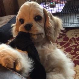 Cocker Spaniel Puppies from Sugarhill