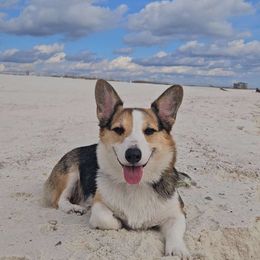 Josie - Pembroke Welsh Corgi