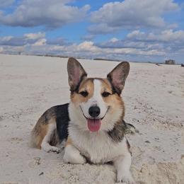 Josie - Pembroke Welsh Corgi